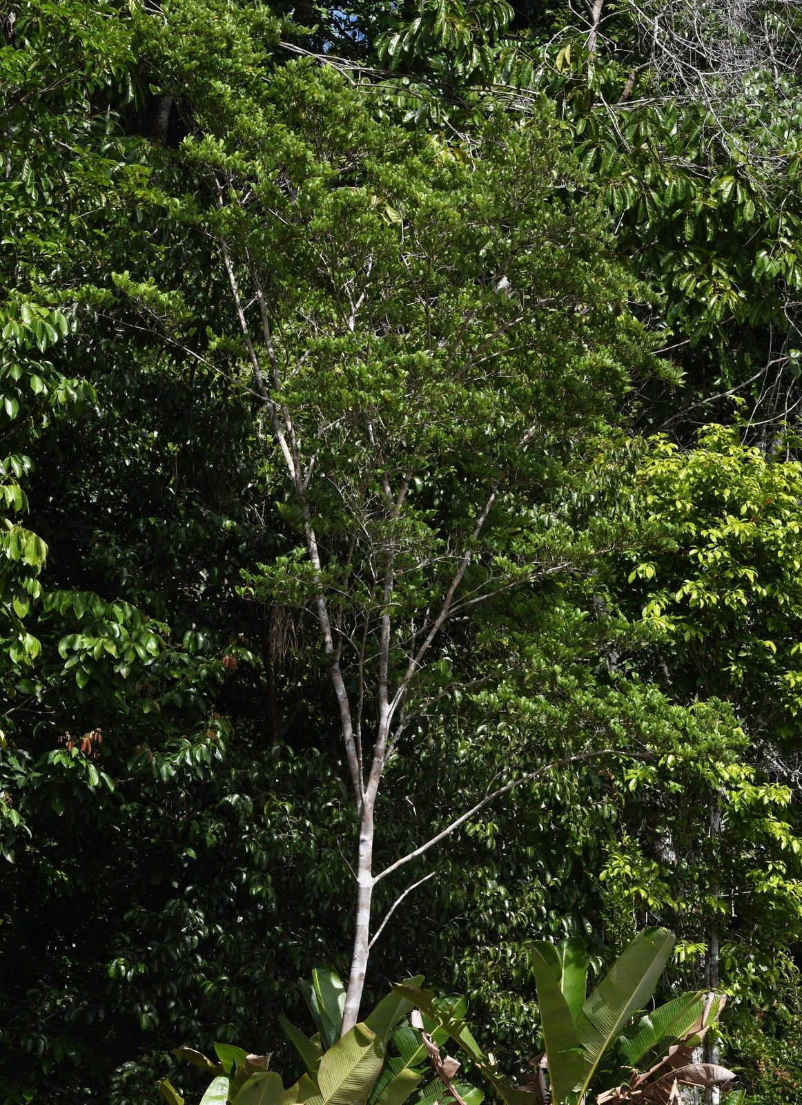 image_0964529_20210125_ob_9cc3af_brosimum-guianense-8